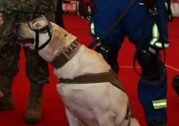 Costa Del Sol Avisen - Hunden Frida i Mexico